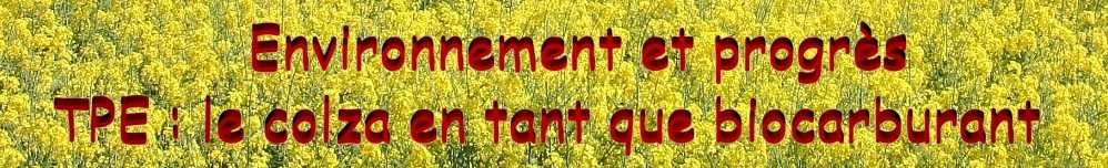 TPE : le colza comme biocarburant